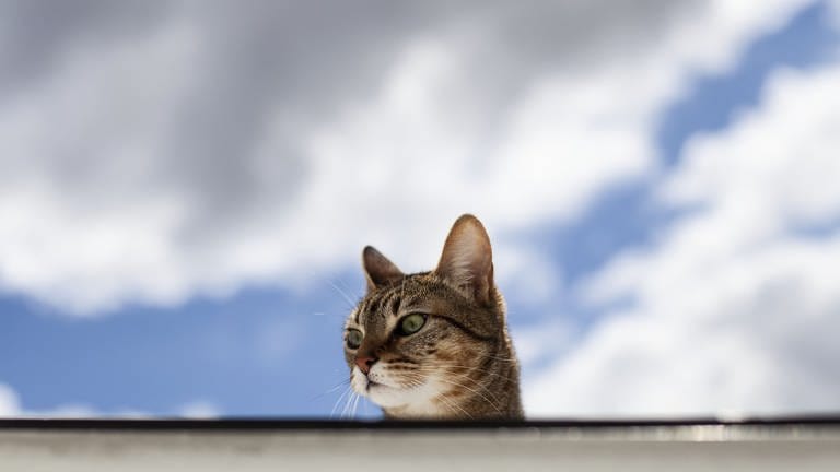 Leben mit Katze: FAQ. Ernährung, Gesundheit, Alltag. Was essen Katzen? Warum schnurren Katzen? Was ist giftig für Katzen? (Foto: picture-alliance / Reportdienste, Picture Alliance)