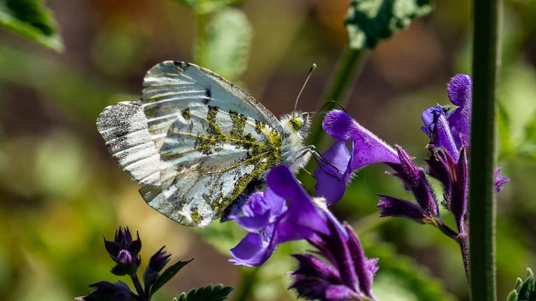 Ein grauer Schmetterling sitzt auf einer lilanen Blüte. Funktionierende Ökosysteme und Artenvielfalt sind wichtig für das Überleben, auch des Menschen. Biologin Katrin Böhning-Gaese sagt: Das Artensterben ist eine Gefahr für die Menschheit.
