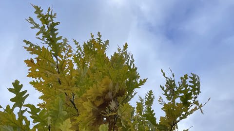 Junge Bäume wachsen auf dem Gelände der Universität Hohenheim. Es sind Arten, die mit dem Klimawandel und einer Zukunft mit Hitze und Trockenheit klarkommen sollen.