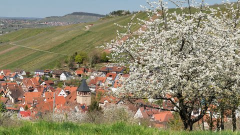 Weinstadt-Strümpfelbach im Remstal von oben im Frühling. Weinstadt in Baden-Württemberg will seine Bäume in der Stadt fit machen für den Klimawandel und setzte auf Baumarten, die resistent gegen Hitze und Trockenheit sein sollen.