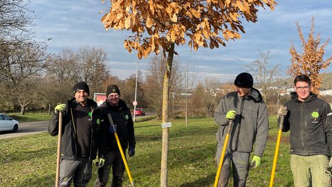 Claus Hainbuch und die anderen vom Klimabündnis von Weinstadt haben einen der Zukunftsbäume der Uni Hohenheim in Weinstadt eingepflanzt.