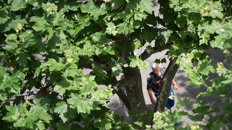 Ein Mann geht unter einem Baum in der Stuttgarter Innenstadt entlang. Wie können Städte fit werden für den Klimawandel? Die Uni Hohenheim forscht an Zukunftsbäumen: Die spanische Eiche oder die Zerreiche aus Ungarn sollen Weinstadt fit für die Zukunft machen.