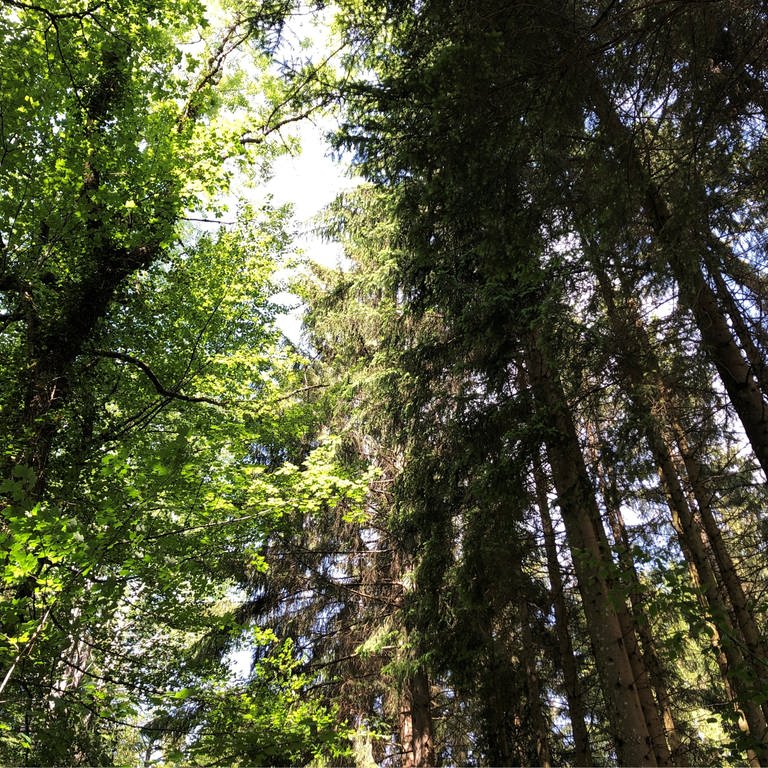 Natur im Hotzenwald