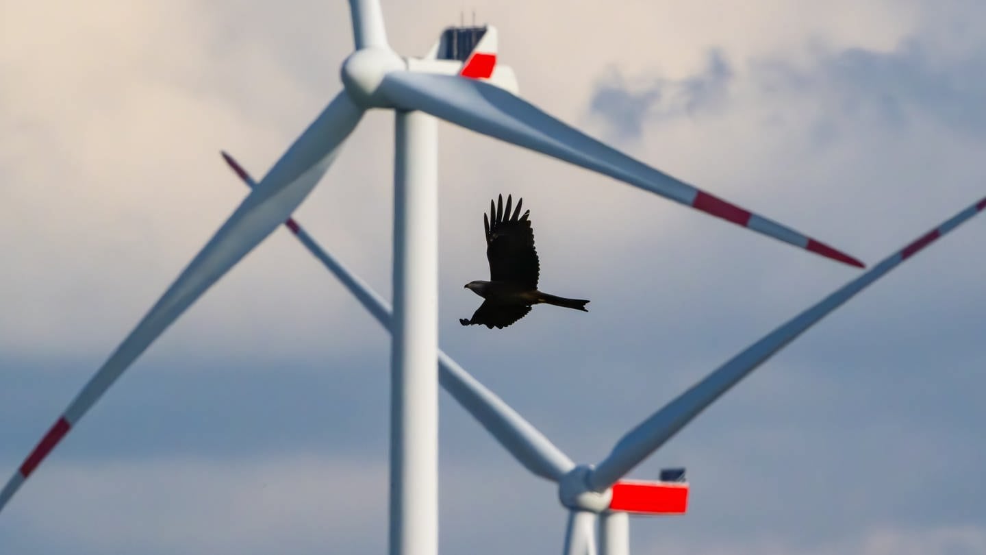 Ein Rotmilan (Milvus milvus) fliegt vor einem Windenergiepark mit mehreren Windrädern. (Foto: picture-alliance / Reportdienste, Picture Alliance)