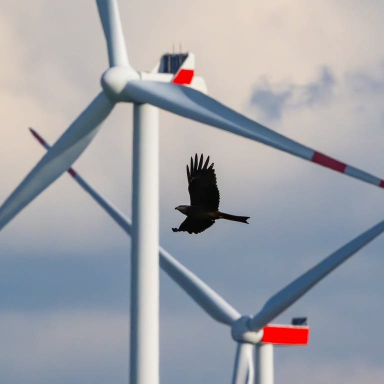 Ein Rotmilan (Milvus milvus) fliegt vor einem Windenergiepark mit mehreren Windrädern.