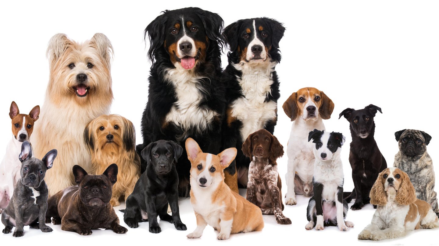 Diverse Hunde unterschiedlicher Hunderassen sitzen nebeneinander. Immer mehr reinrassige Hunde haben schwerwiegende Erkrankungen – ein Grund dafür: Inzucht. (Foto: picture-alliance / Reportdienste, Picture Alliance)