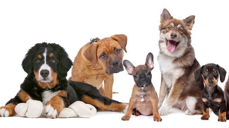 Viele Hunde unterschiedlicher Rassen sitzen nebeneinander. 
