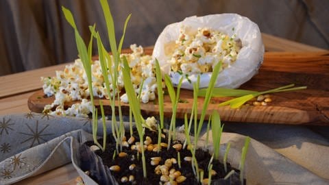 Popcorn-Sprossen (Foto: Eberhard Braun)