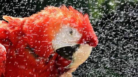 Papagei genießt Wasserdusche (Foto: dpa Bildfunk, Holger Hollemann)