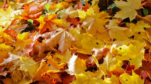 Herbstimpressionen (Foto: Colourbox)