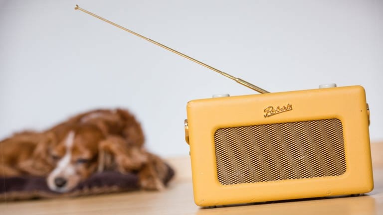Hund hört Radio (Foto: dpa Bildfunk, Picture Alliance)