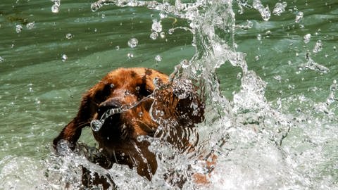 Hund im Wasser (Foto: picture-alliance / Reportdienste, Peter Kneffel)