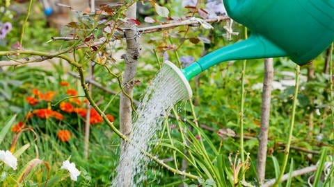 Gartenratgeber: Den Garten bewässern - Tipps von Beckmann