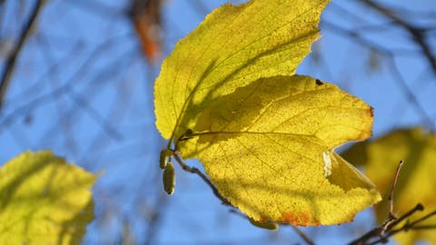 Gelbe Blätter, im Hintergrund der blaue Himmel (Foto: SWR, Erika Möller)