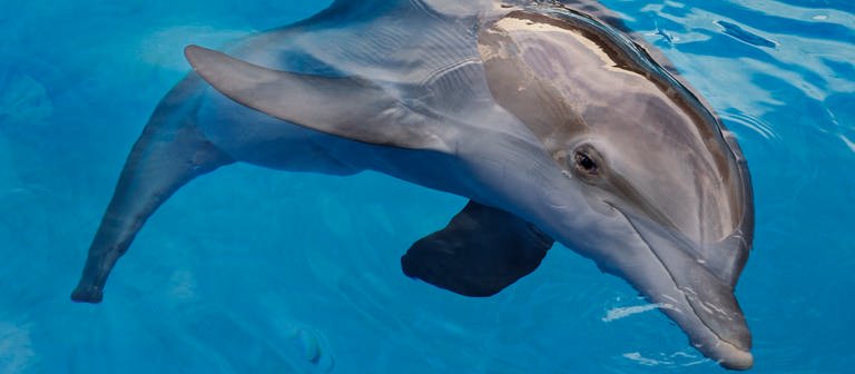 Delfindame Winter aus "Mein Freund, der Delfin" ist gestorben (Foto: dpa Bildfunk,  Jim Damaske)