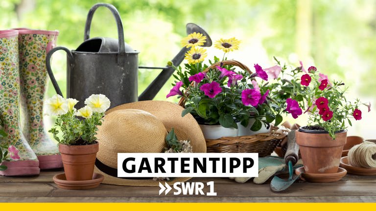 SWR1 Gartentipps (Foto: SWR)