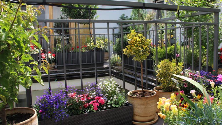 Balkonpflanzen (Foto: Colourbox)