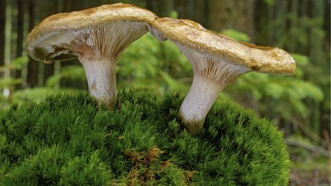 Giftige Pilze in unseren Wäldern: Kahler Krempling
