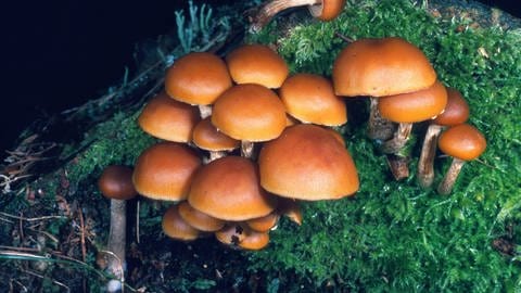Giftige Pilze in unseren Wäldern:  Gifthäubling (Foto: picture-alliance / Reportdienste, picture alliance / blickwinkel/ E. Kajan)