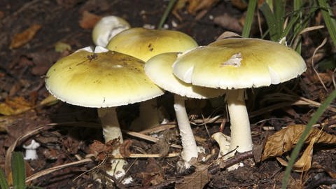 Giftige Pilze in unseren Wäldern: Grüne Knollenblätterpilze (Foto: picture-alliance / Reportdienste, picture alliance/chromorange/Weingartner)