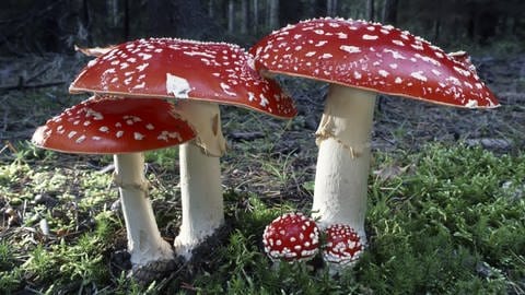 Giftige Pilze in unseren Wäldern:  Fliegenpilz (Foto: picture-alliance / Reportdienste, picture alliance / Zoonar / Markus Essler)