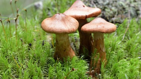 Giftige Pilze in unseren Wäldern:  Spitzgebuckelter Raukopf (Foto: picture-alliance / Reportdienste, picture alliance/imageBROKER/O. Diez)