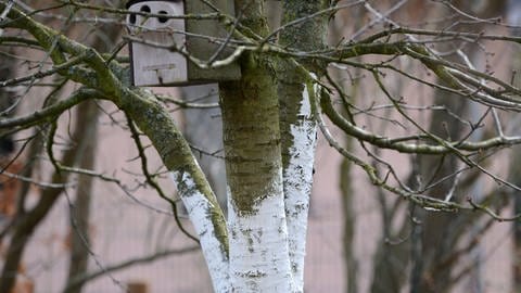 Baum mit Anstrich im Winter (Foto: picture-alliance / Reportdienste, Andrea Warnecke)