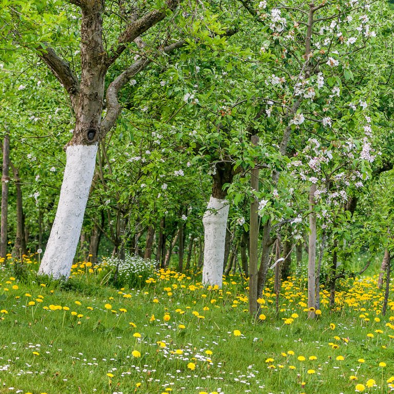 Weiß angestrichene Bäume auf einer Wiese (Foto: picture-alliance / Reportdienste, C. Kaiser)