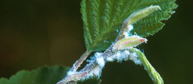 Spinnmilbenbefall bei einer Pflanze (Foto: picture-alliance / Reportdienste, WILDLIFE/D.Harms)
