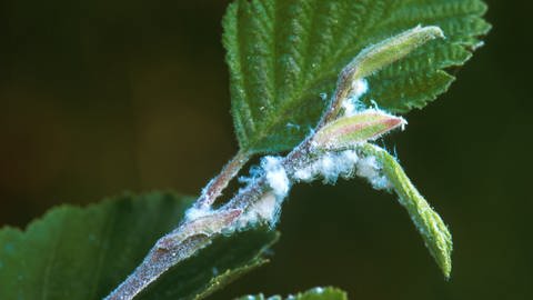 Spinnmilbenbefall bei einer Pflanze (Foto: picture-alliance / Reportdienste, WILDLIFE/D.Harms)