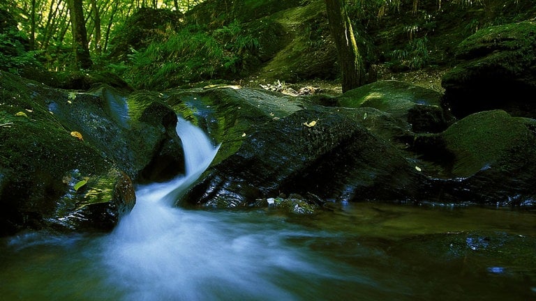 Ehrbachklamm (Foto: dpa Bildfunk, Picture Alliance)