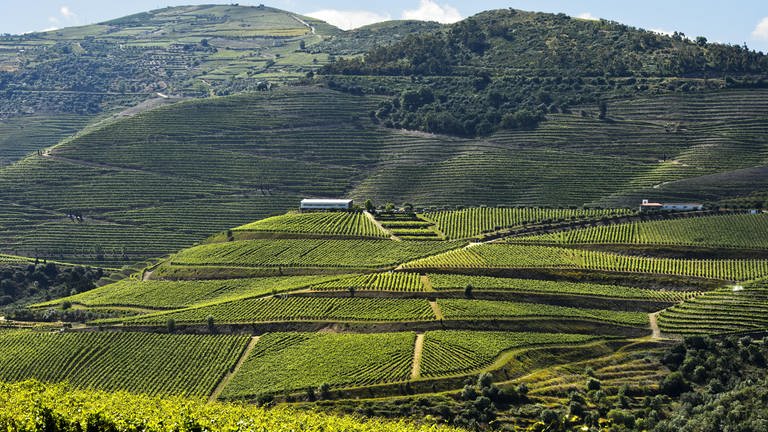 Im Dourotal im Norden Portugals wird viel Wein angebaut.  (Foto: dpa Bildfunk, Picture Alliance)