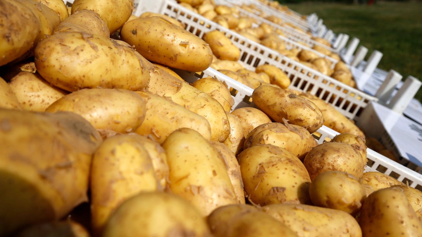 Frühkartoffeln (Foto: dpa Bildfunk, Picture Alliance)