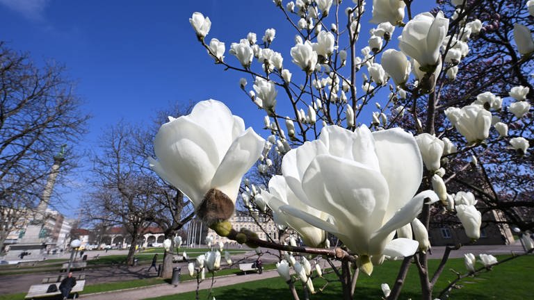 Weiße Magnolienbüten (Foto: dpa Bildfunk, Picture Alliance)