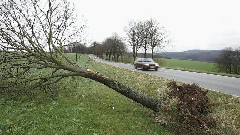 Auto vor umgestürztem Baum