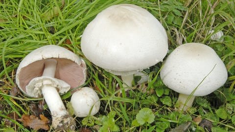 Giftige Pilze in unseren Wäldern: Karbol-Egerling (Foto: picture-alliance / Reportdienste, picture alliance/WILDLIFE)