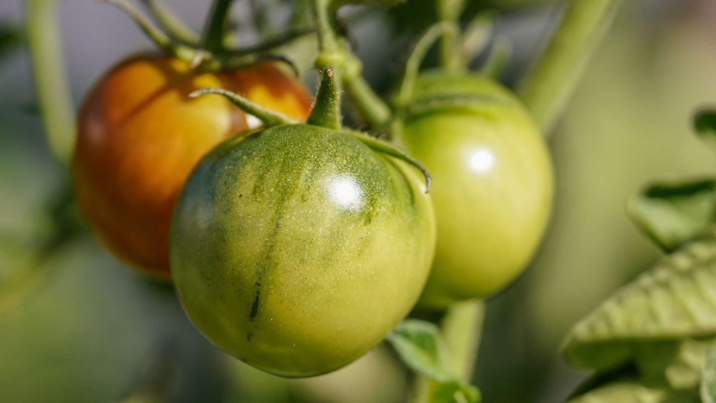 Grüne Tomaten (Foto: picture-alliance / Reportdienste, Guenter Hofer)