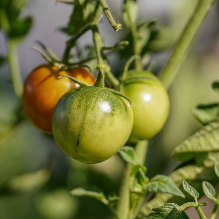 Grüne Tomaten (Foto: picture-alliance / Reportdienste, Guenter Hofer)