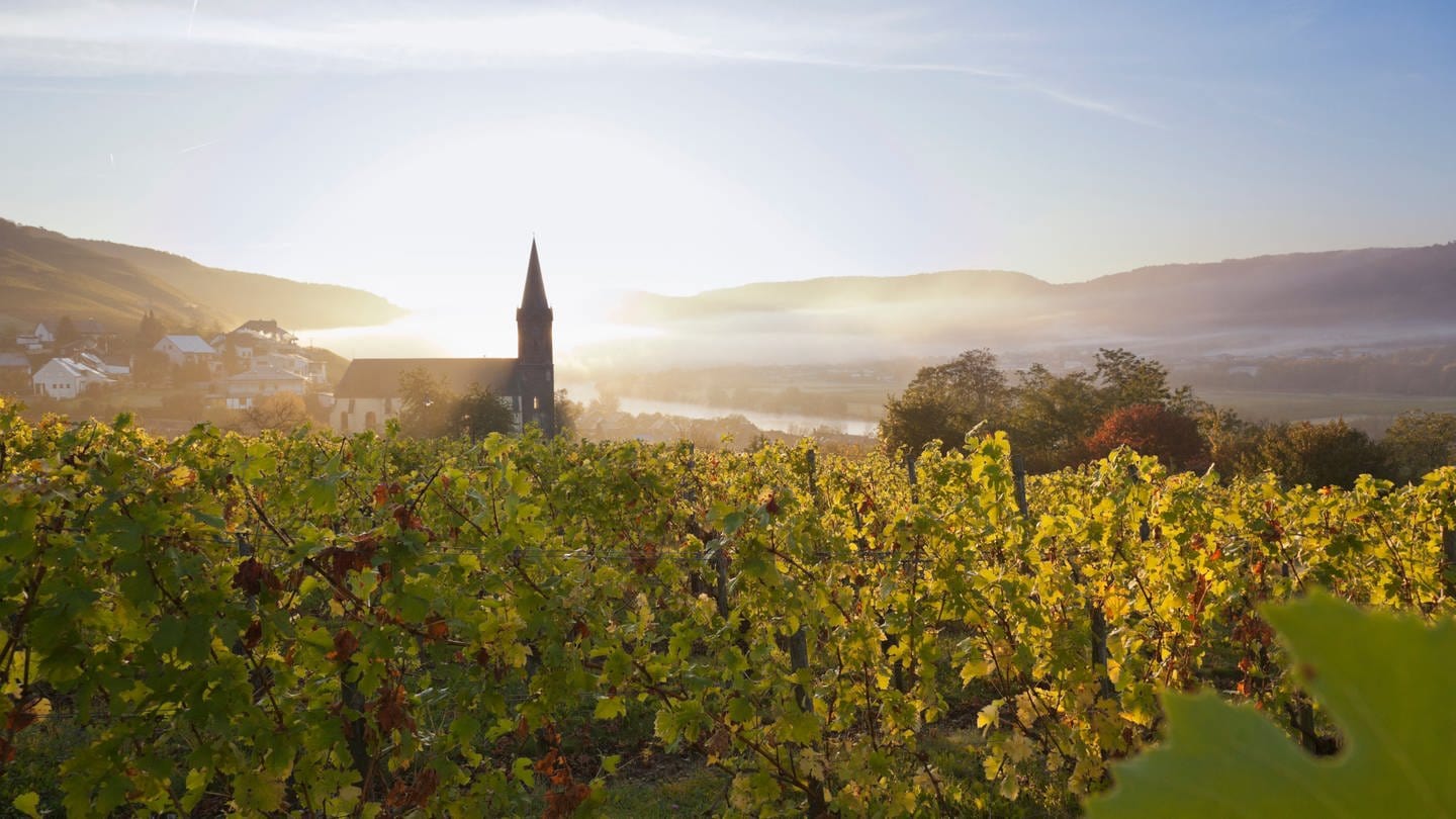 Weinregion Mosel im Herbst (Foto: dpa Bildfunk, Picture Alliance)