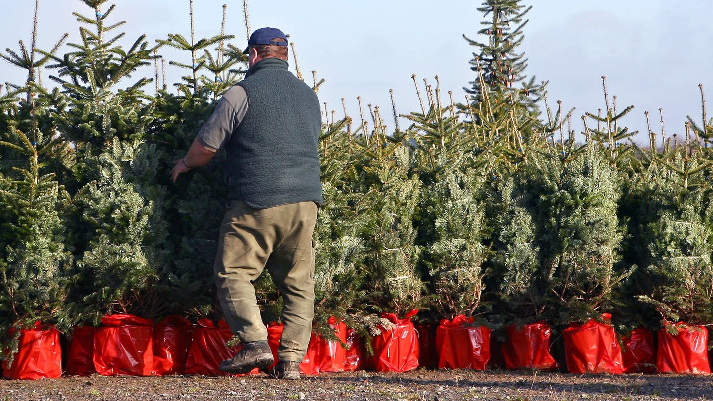 Ein Mann stellt Weihnachtsbäume in roten Töpfen nebeneinander auf (Foto: picture-alliance / Reportdienste, Picture Alliance)