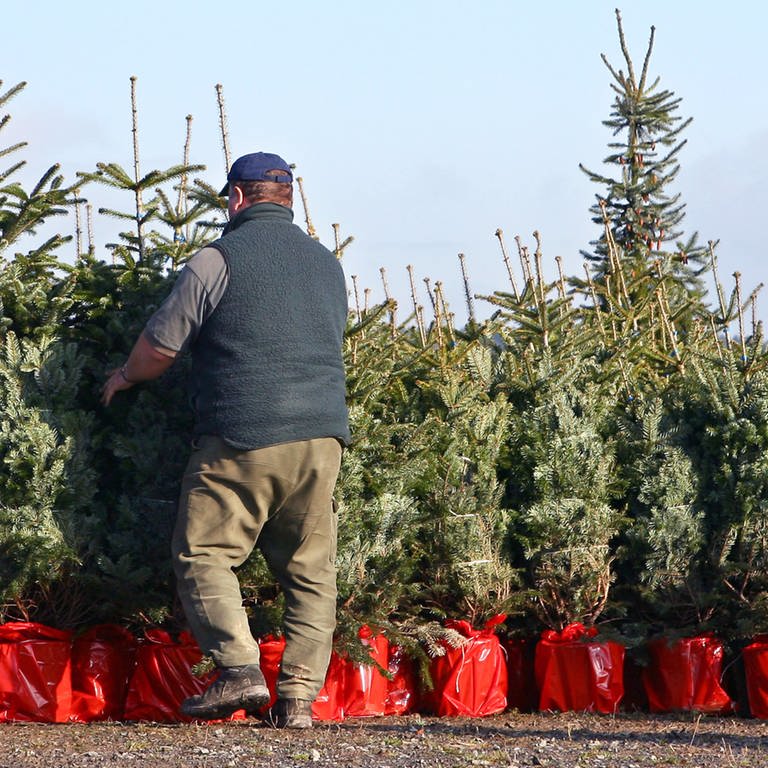 Ein Mann stellt Weihnachtsbäume in roten Töpfen nebeneinander auf (Foto: picture-alliance / Reportdienste, Picture Alliance)