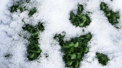 Feldsalat im Schnee