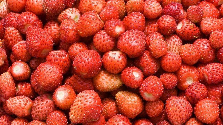 Was Sie über Erdbeeren wissen sollten
