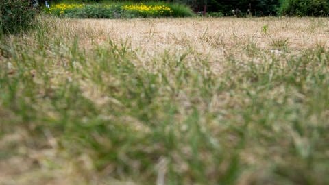 Im Sommer ist vertrockneter Rasen wegen der Hitze keine Seltenheit. (Foto: picture-alliance / Reportdienste, picture alliance / dpa Themendienst | Franziska Gabbert)