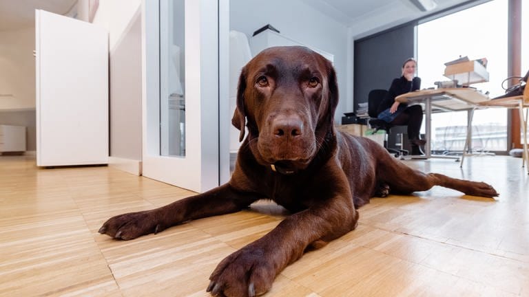 Regeln sind wichtig im Umgang mit Bürohunden. Jeder Mitarbeiter sollte sich mit dem Hund wohlfühlen. (Foto: picture-alliance / Reportdienste, Markus Scholz)