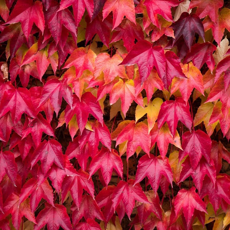 Rote Blätter (Foto: dpa Bildfunk, Picture Alliance)
