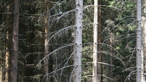 Trockene Fichtenbäume, die die Äste hängen lassen (Foto: SWR, SWR - Alice Thiel-Sonnen)