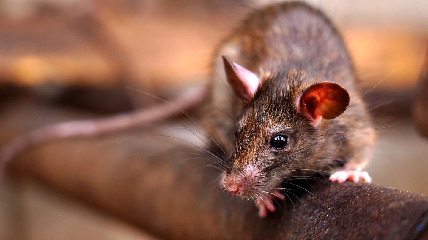 Nager im Garten oder Haus: Das können Sie gegen Ratten tun