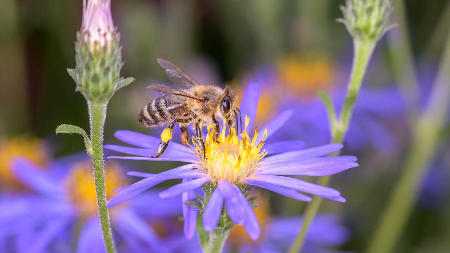 Biene bestäubt eine Blume