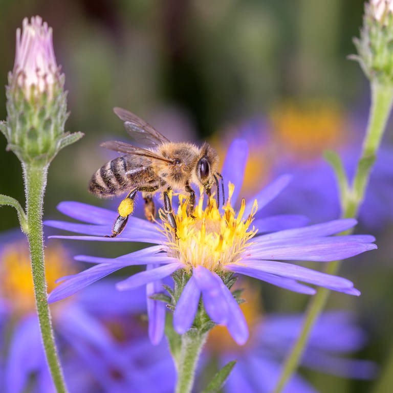Biene bestäubt eine Blume (Foto: dpa Bildfunk, picture alliance / CHROMORANGE | Dirk Daniel Mann)